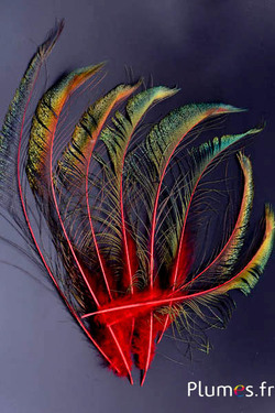Paon bleu sabre - 30-38 cm - rouge